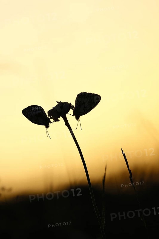 Checkerspot butterfly (Melanargia galathea), in the evening at sunset on a blade of grass in a meadow for a night's rest, pair of animals, close-up, macro shot, Wilnsdorf, North Rhine-Westphalia, Germany