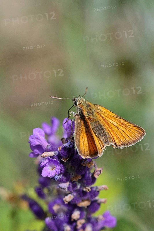 Large skipper (Ochlodes venatus), collecting nectar from a flower of Common lavender (Lavandula angustifolia), close-up, macro photograph, Wilnsdorf, North Rhine-Westphalia, Germany
