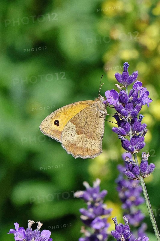 Meadow Brown (Maniola jurtina), on a lavender flower (Lavandula angustifolia), collecting nectar from a flower of the true lavender (Lavandula angustifolia), nice bokeh in the background, Wildlife, Insects, Butterflies, Butterfly, Close-up, Macro shot, Wilnsdorf, North Rhine-Westphalia, Germany