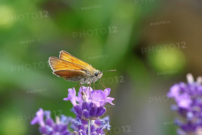 Large skipper (Ochlodes venatus), collecting nectar from a flower of Common lavender (Lavandula angustifolia), close-up, macro photograph, Wilnsdorf, North Rhine-Westphalia, Germany