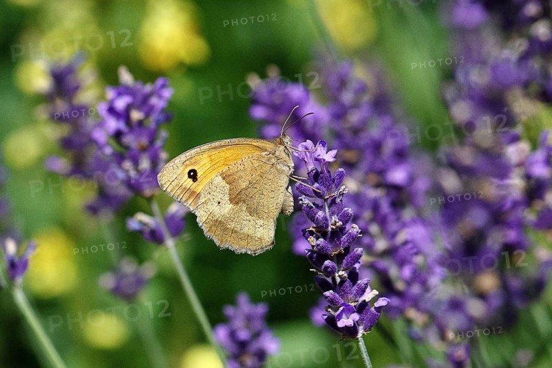 Meadow Brown (Maniola jurtina), on a lavender flower (Lavandula angustifolia), collecting nectar from a flower of the true lavender (Lavandula angustifolia), nice bokeh in the background, Wildlife, Insects, Butterflies, Butterfly, Close-up, Macro shot, Wilnsdorf, North Rhine-Westphalia, Germany