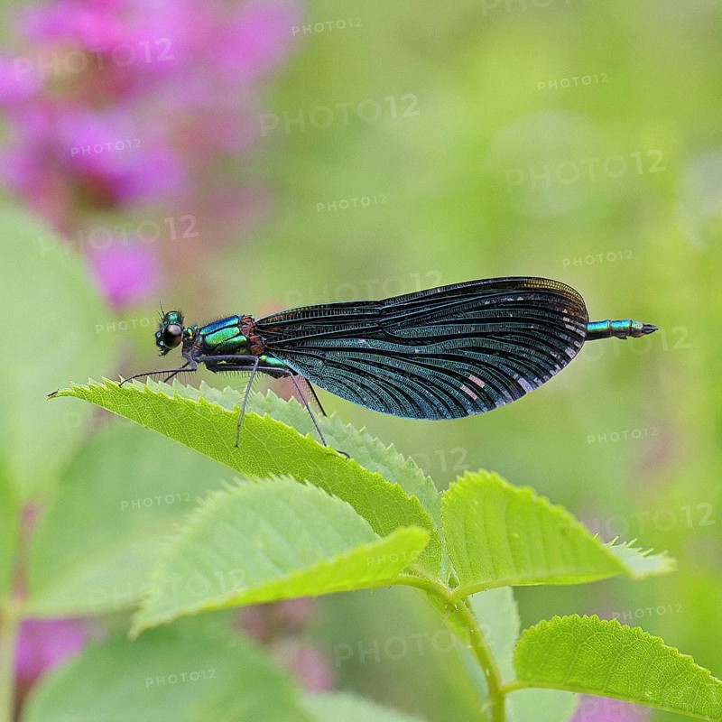 Blue-winged damselfly (Calopteryx virgo), male, on a leaf at a garden pond, close-up, Wilnsdorf, North Rhine-Westphalia, Germany