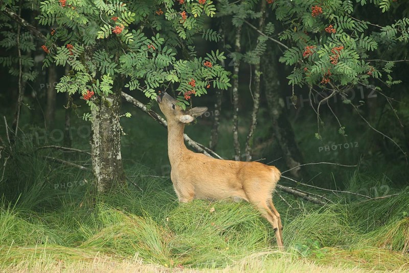 Roe deer (Capreolus capreolus) doe nibbling leaves and red berries of rowan (Sorbus aucuparia) Allgäu, Bavaria, Germany, Allgäu, Bavaria, Germany