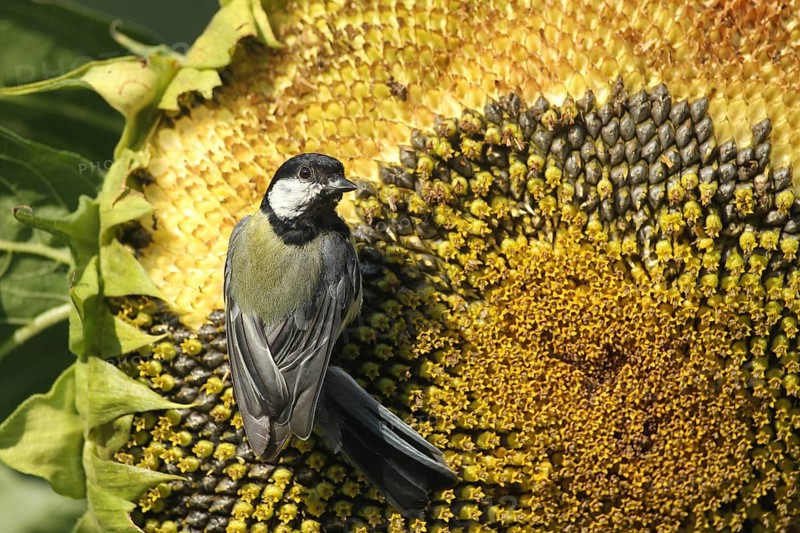 Coal tit (Parus major) pecks the ripe grains of a sunflower (Helianthus annuus) Allgäu, Bavaria, Germany, Allgäu, Bavaria, Germany