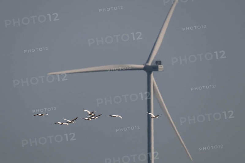 Spoonbill (Platalea leucorodia), in flight, in front of a wind turbine, Ringkøbing Fjord, Denmark