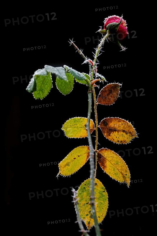 Rose in winter against a dark background, Hohenlohe, Baden-Württemberg, Germany