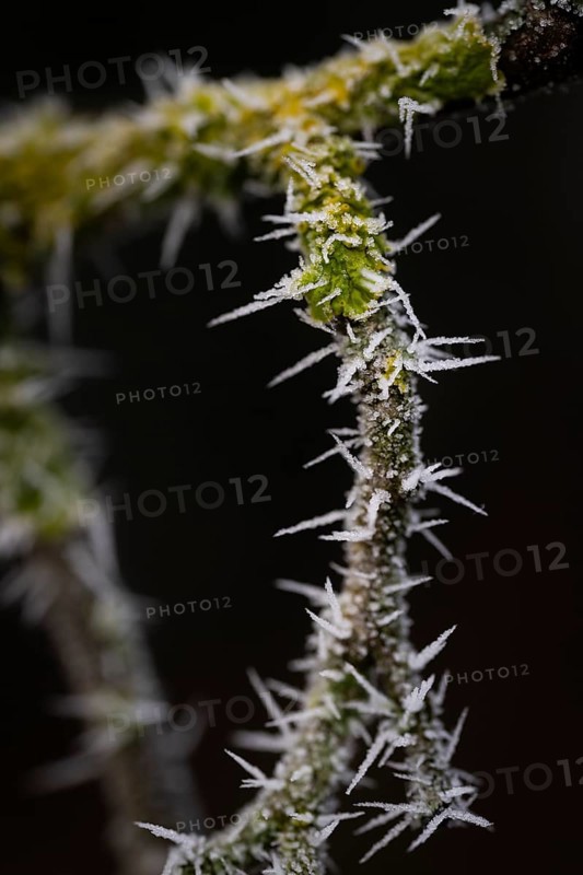 Thorny branch covered with hoarfrost, Hohenlohe, Baden-Württemberg, Germany