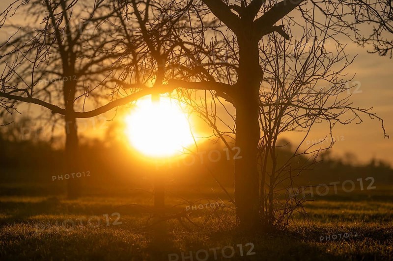 Sunset behind trees, Hohenlohe, Baden-Württemberg, Germany