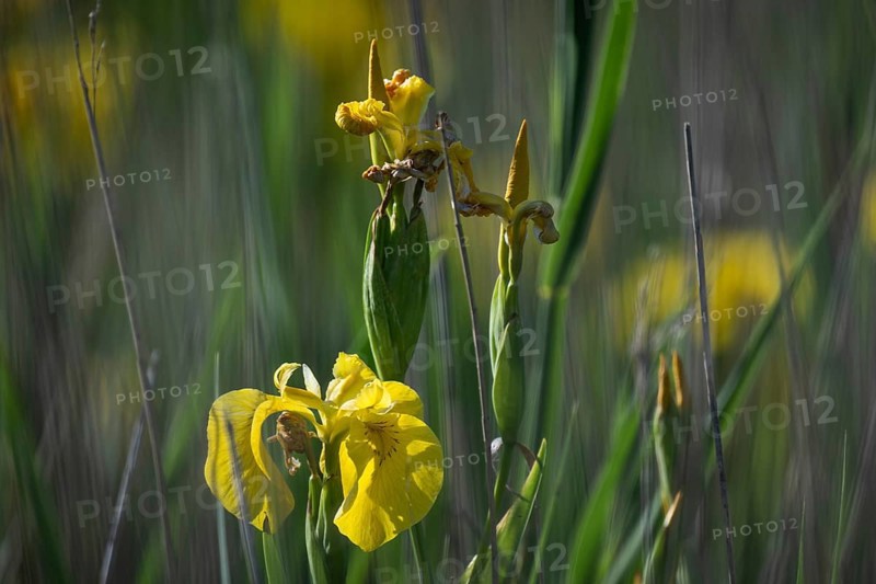 Close-up of a yellow iris in the reeds in sunny weather, Copenhagen, Denmark