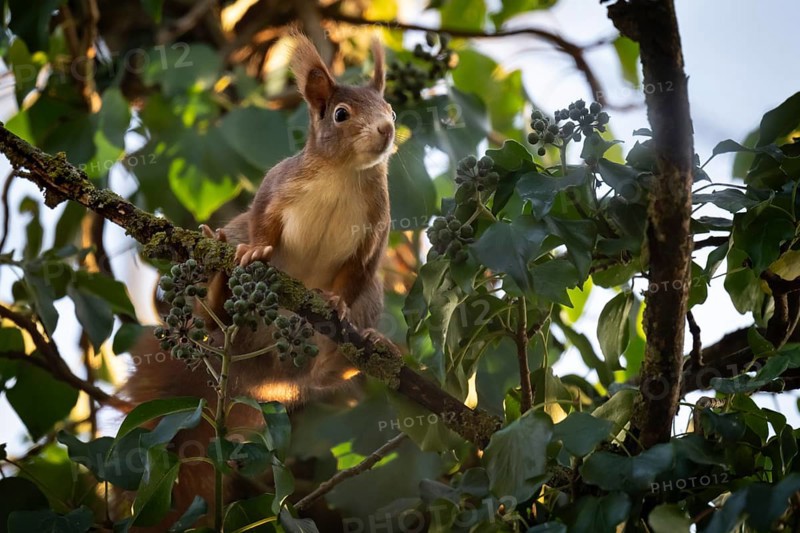 Squirrel sitting in a tree, Hohenlohe, Baden-Württemberg, Germany