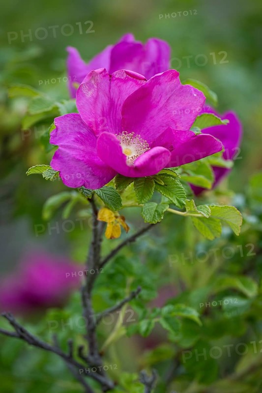 Dog rose (Rosa canina), Ringkøbing Fjord, Denmark