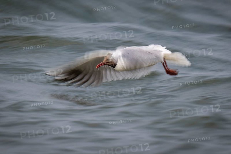 Black-headed gull (Chroicocephalus ridibundus) in summer dress, looking for small fish, long exposure, wipe effect, near Hvide Sande, Ringkøbing Fjord, North Sea, Denmark