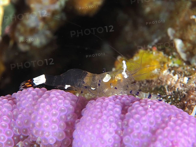 A shrimp, peacock-eyed anemone shrimp (Ancylocaris brevicarpalis), sits on pink coral in a reef. Dive site Abu Fendera Reef, Red Sea, Egypt, AI generated