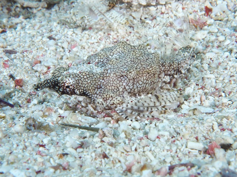 A well-camouflaged dwarf winged horsefish (Eurypegasus draconis), winged horsefish, lies on a sandy, rocky seabed. Dive site House Reef, Mangrove Bay, El Quesir, Red Sea, Egypt, AI generated