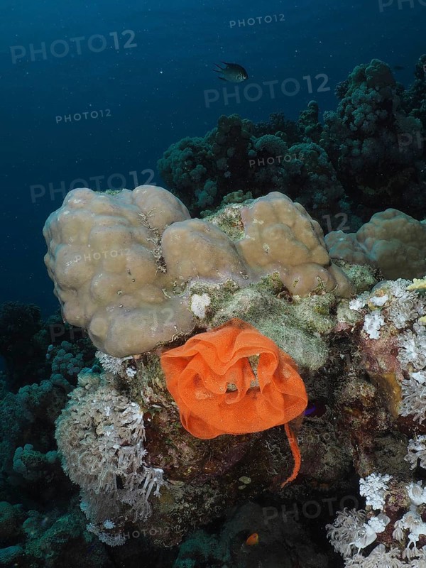 The orange-coloured spawn of a Spanish dancer (Hexabranchus sanguineus) lies on a coral reef. Dive site House Reef, Mangrove Bay, El Quesir, Red Sea, Egypt, AI generated