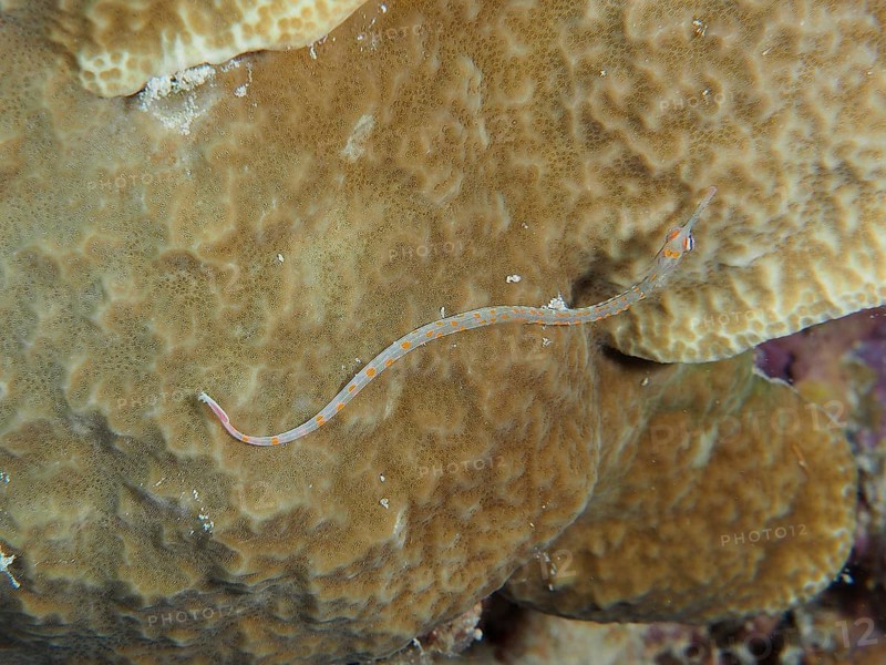 A black-breasted pipefish (Corythoichthys nigripectus) wriggling on a stony coral. Cylinder rose (Cerianthus) with hanging tentacles, dive site House Reef, Mangrove Bay, El Quesir, Red Sea, Egypt, AI generated