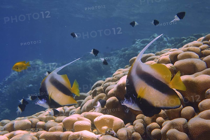 Colourful fish, Red Sea bannerfish (Heniochus intermedius), swim over corals in a blue ocean. Dive site House Reef, Mangrove Bay, El Quesir, Red Sea, Egypt, AI generated