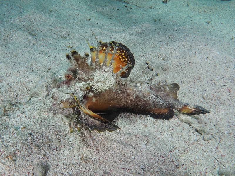 Camouflaged fish, Red Sea Walkman (Inimicus filamentosus), on a sandy seabed. Dive site House Reef, Mangrove Bay, El Quesir, Red Sea, Egypt, AI generated