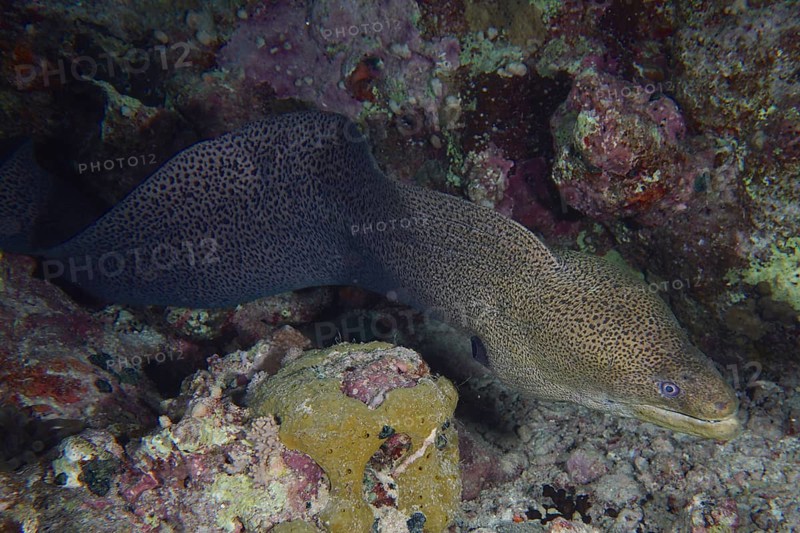 A giant moray eel (Gymnothorax javanicus) meanders through rocks in the coral reef at night while hunting.dive site Dangerous Reef, St Johns Reef, Saint Johns, Red Sea, Egypt, AI generated