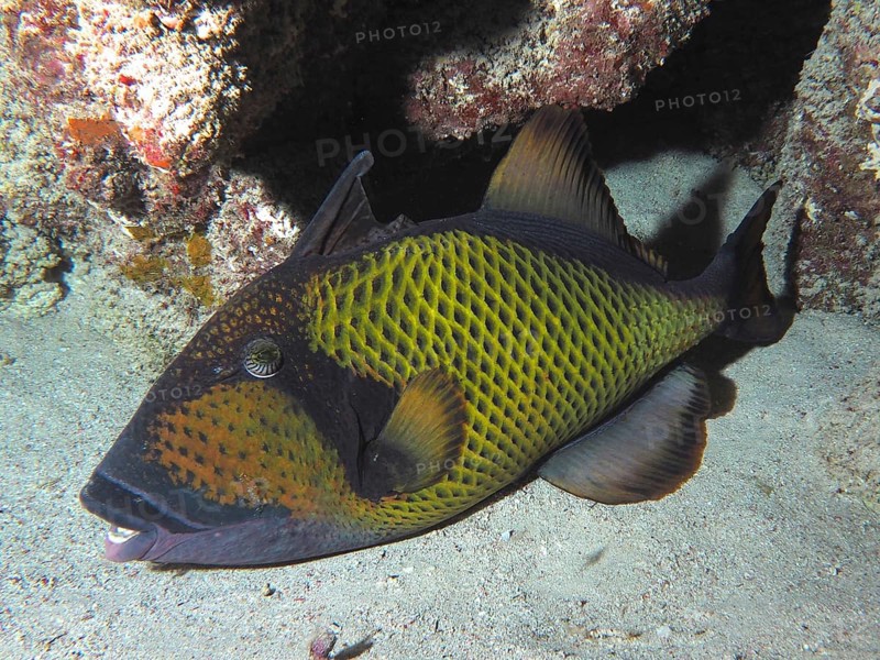 Dark fish with a yellow pattern, giant triggerfish (Balistoides viridescens), in a coral reef on a sandy bottom. Dive site Abu Dabab, Red Sea, Egypt, AI generated