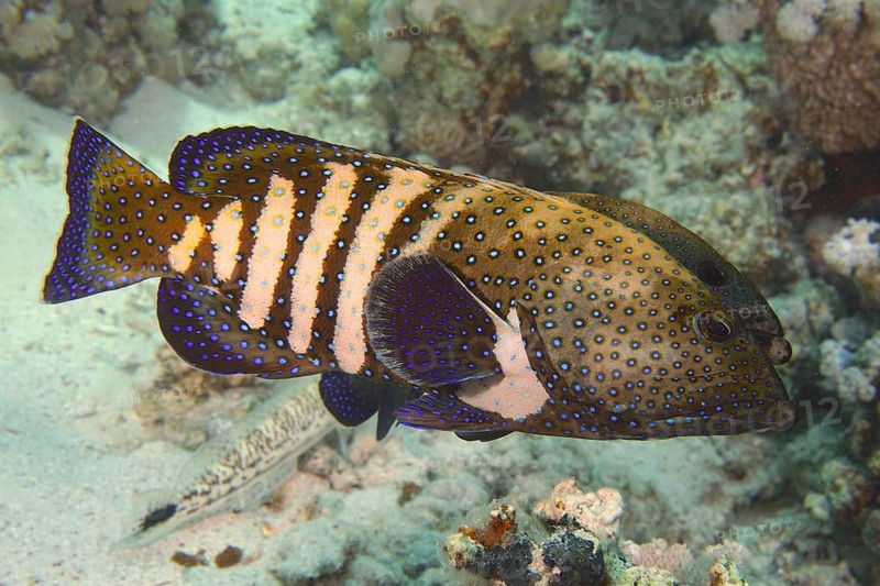 Spotted fish with blue and yellow patterns, peacock grouper (Cephalopholis argus), in a coral reef. Dive site House Reef, Mangrove Bay, El Quesir, Red Sea, Egypt, AI generated