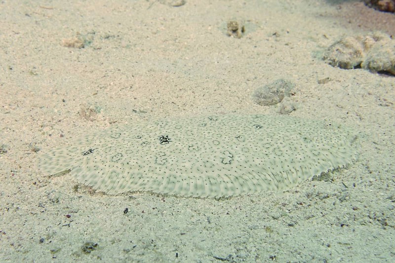 A well-camouflaged flounder, Moses sole (Pardachirus marmoratus), lies quietly on the sandy seabed. Dive site House Reef, Mangrove Bay, El Quesir, Red Sea, Egypt, AI generated