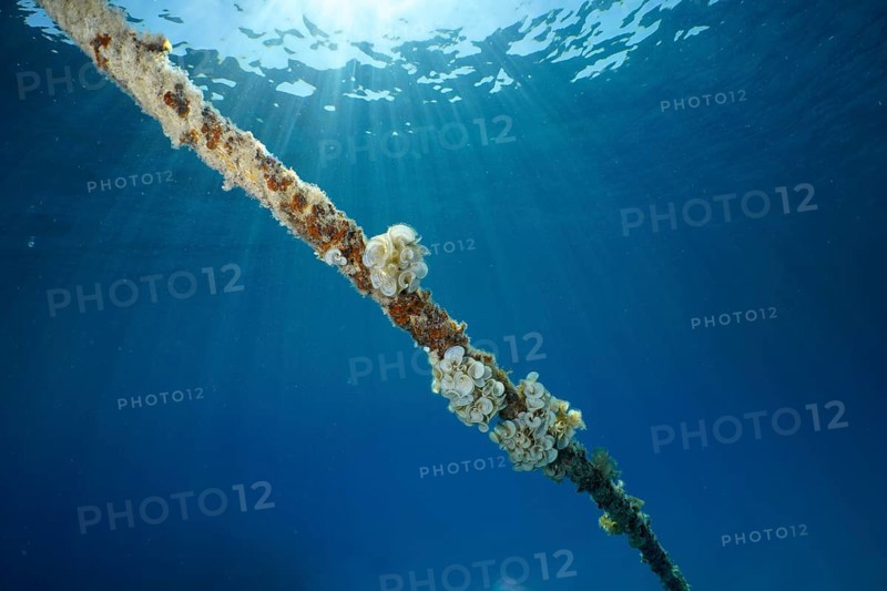 A rope under water covered with ear funnel algae (Padina Gymnospora), funnel algae, illuminated by the sun's rays. Dive site House Reef, Mangrove Bay, El Quesir, Red Sea, Egypt, AI generated