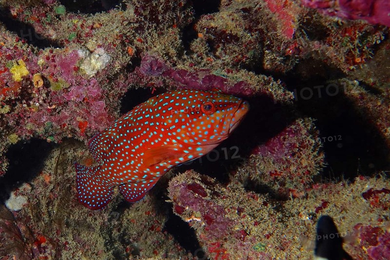 Detailed spotted fish, jewel grouper (Cephalopholis oligosticta), hides between colourful reef structures. Dive site Mangrove Bay, El Quesir, Egypt, Red Sea, AI generated