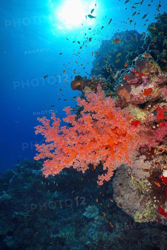 Living red coral, Hemprich's Tree Coral (Dendronephthya hemprichi), in the blue ocean under sunlight. Dive site St. Johns Reef, Red Sea, Egypt, AI generated
