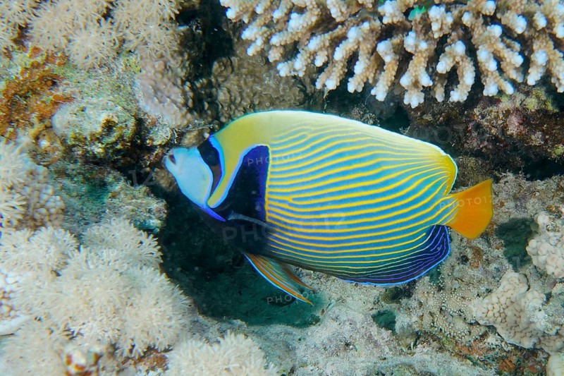 Colourful emperor angelfish (Pomacanthus imperator) swimming around corals in the living ocean. Dive site Mangrove Bay, El Quesir, Egypt, Red Sea, AI generated