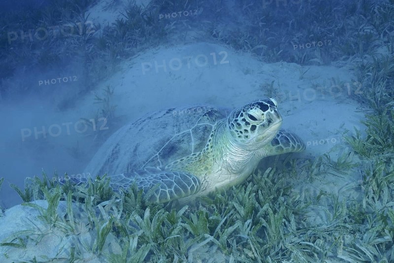 Green turtle (Chelonia mydas) lies quietly in the underwater grass of the ocean. Dive site Marsa Shona Reef, Egypt, Red Sea, AI generated