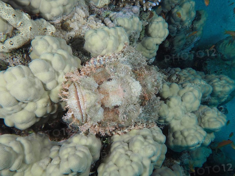 A fringed scorpionfish (Scorpaenopsis oxycephala) camouflaged in pale white coral formations. Dive site House Reef, Mangrove Bay, El Quesir, Red Sea, Egypt, AI generated