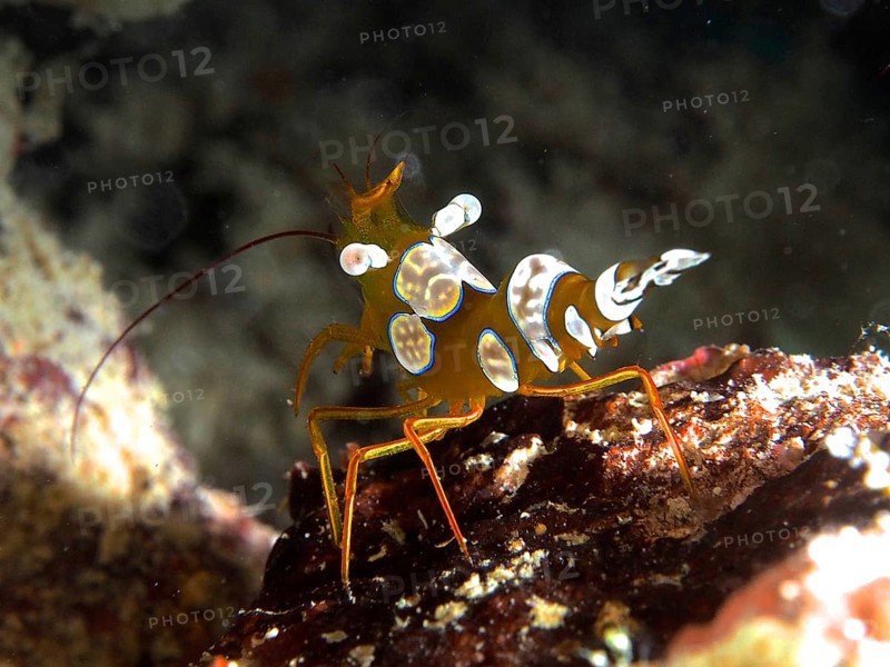 Macro shot of a colourful crab, hollowback shrimp (Thor amboinensis), in its natural habitat. Dive site House Reef, Mangrove Bay, El Quesir, Red Sea, Egypt, AI generated