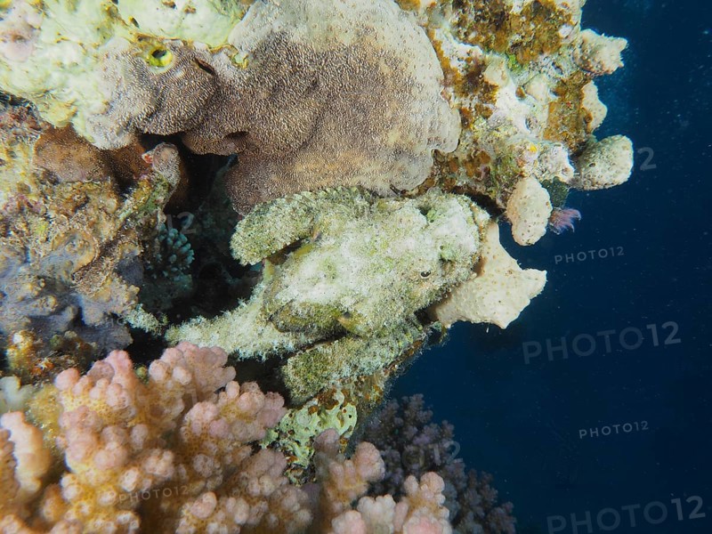 A well camouflaged fish, fringed scorpionfish (Scorpaenopsis oxycephala), rests in a coral structure. Dive site House Reef, Mangrove Bay, El Quesir, Red Sea, Egypt, AI generated
