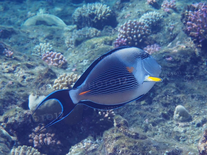A colourful fish, Red Sea Clown Surgeonfish (Acanthurus sohal), swims in a coral reef in the sea. Dive site Mangrove Bay, El Quesir, Egypt, Red Sea, AI generated