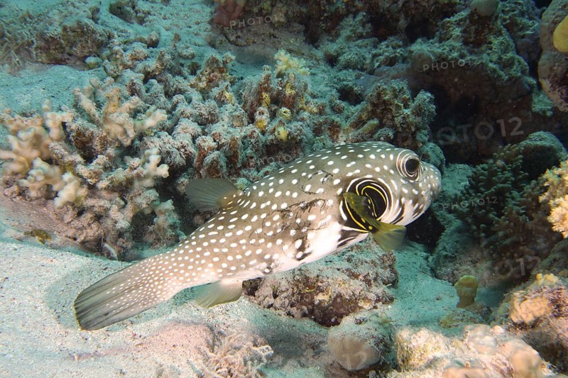 A spotted pufferfish, white-spotted pufferfish (Arothron hispidus), swims close to a coral formation above a sandy seabed. Dive site House Reef, Mangrove Bay, El Quesir, Red Sea, Egypt, AI generated
