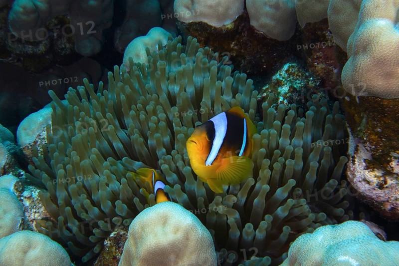 Red Sea anemonefish (Amphiprion bicinctus) surrounded by sea anemones. Dive site Shaab Claudia Reef, Red Sea, Egypt, AI generated