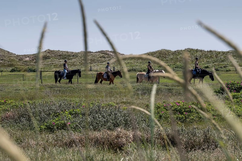 Horses and riders crossing a green meadow with dunes in the background, Ringkøbing Fjord, North Sea Denmark
