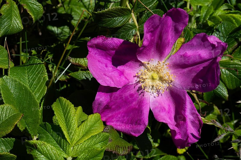 Dog rose (Rosa canina), Ringkøbing Fjord, Denmark