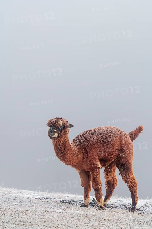 A brown alpaca (Vicugna pacos) stands in dense fog on a frozen meadow in hilly terrain. Captive, Germany