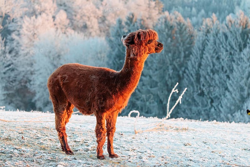 A brown alpaca (Vicugna pacos) stands in the early morning light on a frozen meadow in hilly terrain. A forest covered in hoarfrost can be seen in the background. Captive, Germany