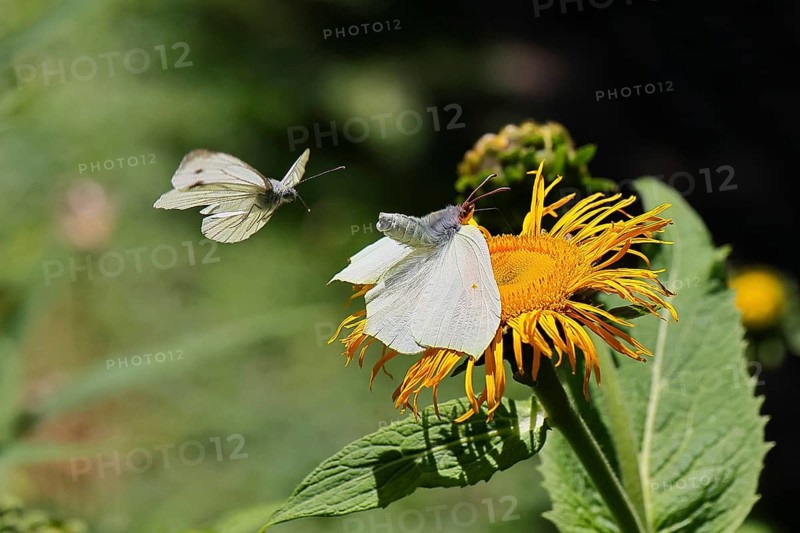 Lemon butterfly (Gonepteryx rhamny) landing on a yellow flower of a Great Telekie (Telekia speciosa) and being attacked by a Cabbage butterfly (Pieris brassicae), Wilnsdorf, North Rhine-Westphalia, Germany