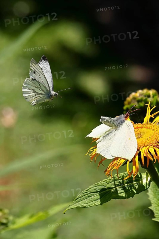 Lemon butterfly (Gonepteryx rhamny) landing on a yellow flower of a Great Telekie (Telekia speciosa) and being attacked by a Cabbage butterfly (Pieris brassicae), Wilnsdorf, North Rhine-Westphalia, Germany