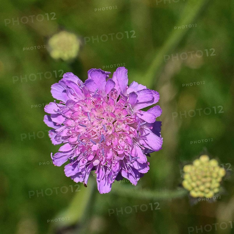 Scabiosa (scabiosa), flower in a forest clearing, Wilnsdorf, North Rhine-Westphalia, Germany