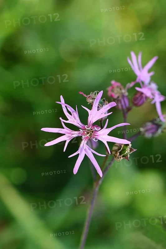 Cuckooflower (Lychnis flos-cuculi), single flower in a forest clearing, Wilnsdorf, North Rhine-Westphalia, Germany