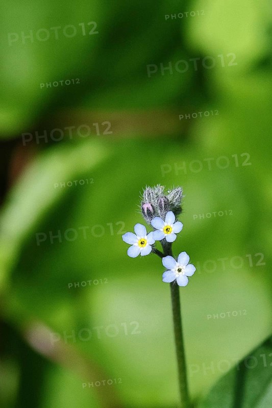 Field forget-me-not, Field forget-me-not (Myosotis arvensis), flowers, on a wild field, macro photograph, Wilnsdorf, North Rhine-Westphalia, Germany
