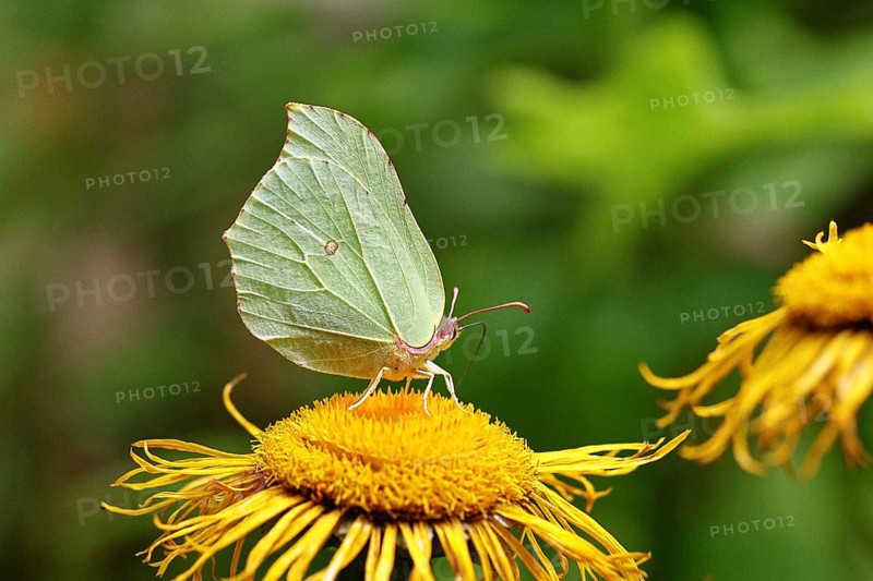 Lemon butterfly (Gonepteryx rhamny) on a yellow flower of a Great Telekie (Telekia speciosa), Wilnsdorf, North Rhine-Westphalia, Germany