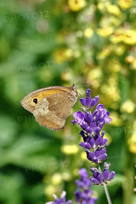 Meadow Brown (Maniola jurtina), on a lavender flower (Lavandula angustifolia), collecting nectar from a flower of the true lavender (Lavandula angustifolia), nice bokeh in the background, Wildlife, Insects, Butterflies, Butterfly, Close-up, Macro shot, Wilnsdorf, North Rhine-Westphalia, Germany