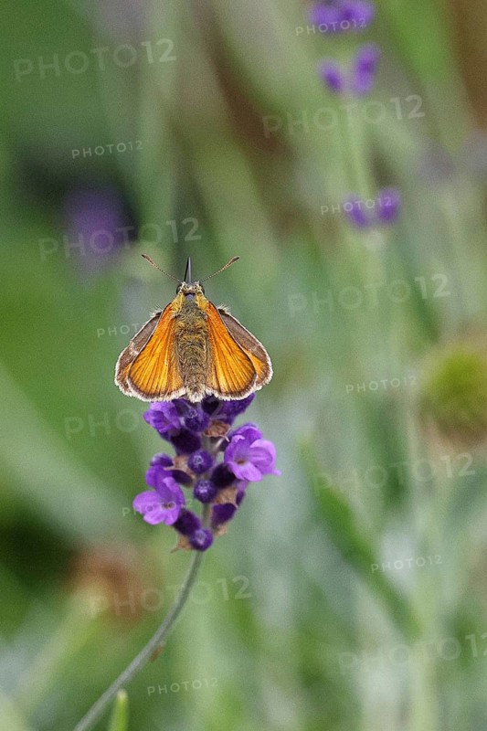 Large skipper (Ochlodes venatus), collecting nectar from a flower of Common lavender (Lavandula angustifolia), close-up, macro photograph, Wilnsdorf, North Rhine-Westphalia, Germany