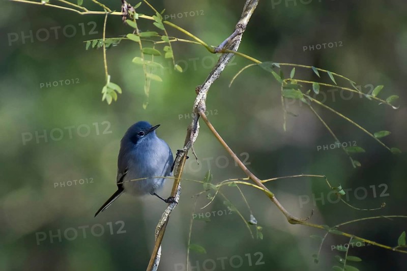 Masked gnatcatcher (Polioptila dumicola) female, seen in Buenos Aires, Argentina